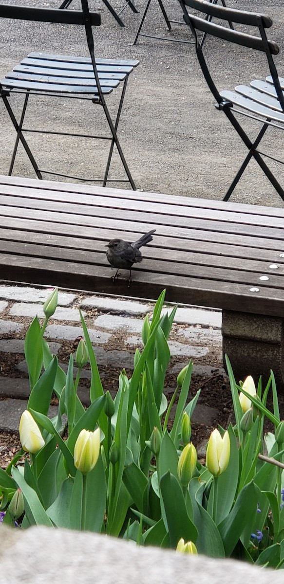 Gray Catbird - ML150334311