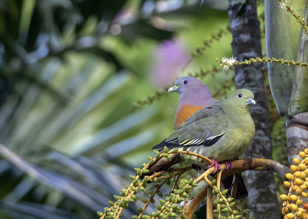 Pink-necked Green-Pigeon - ML150334441