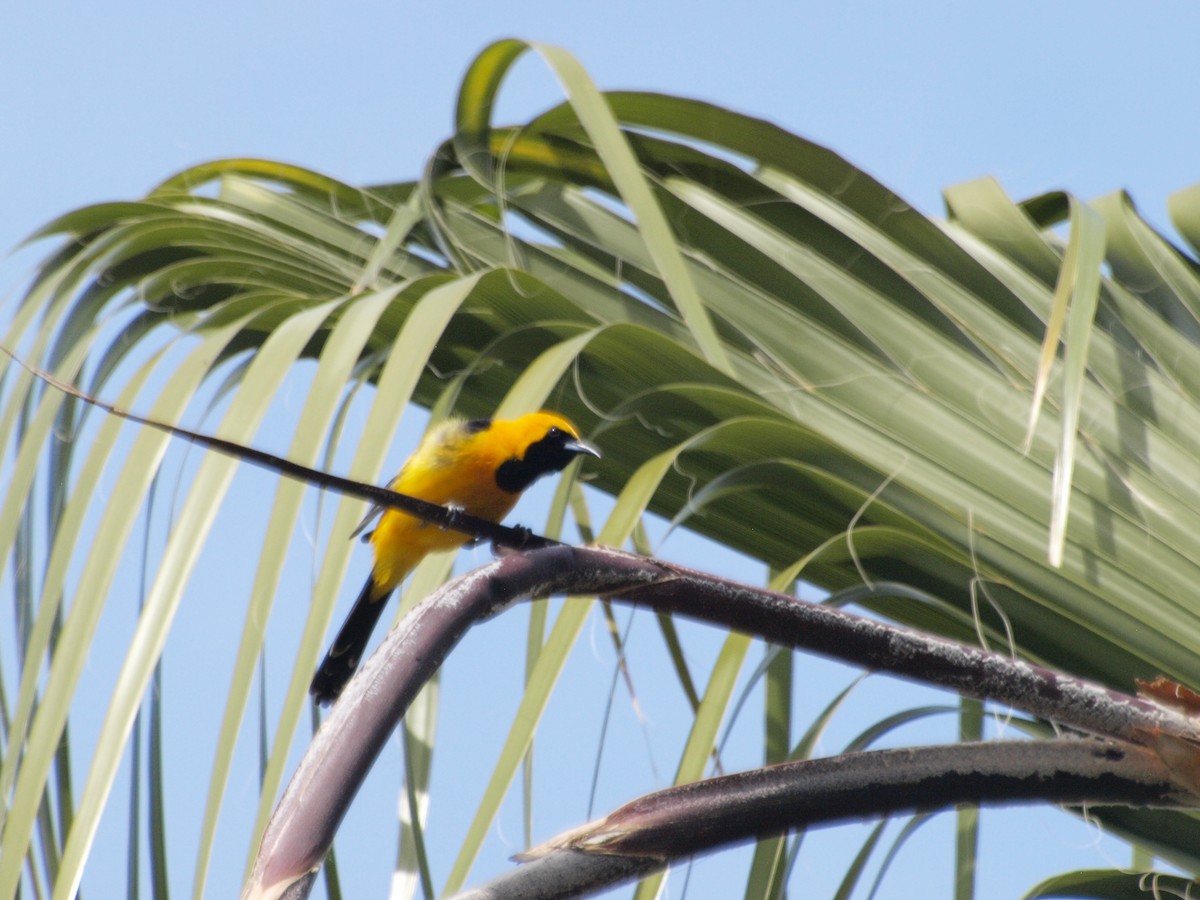 Hooded Oriole - ML150336351