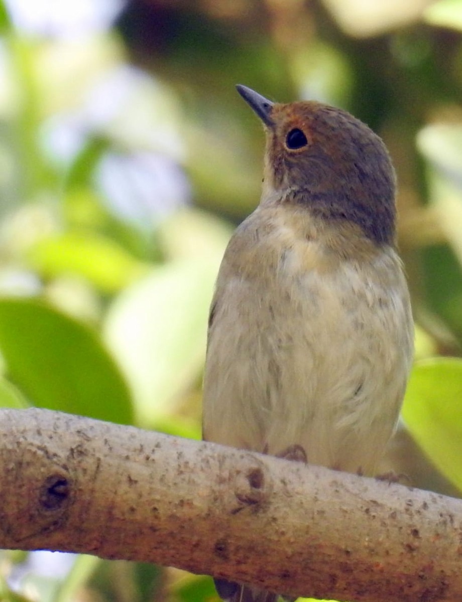 Ultramarine Flycatcher - Nipun Sohanlal