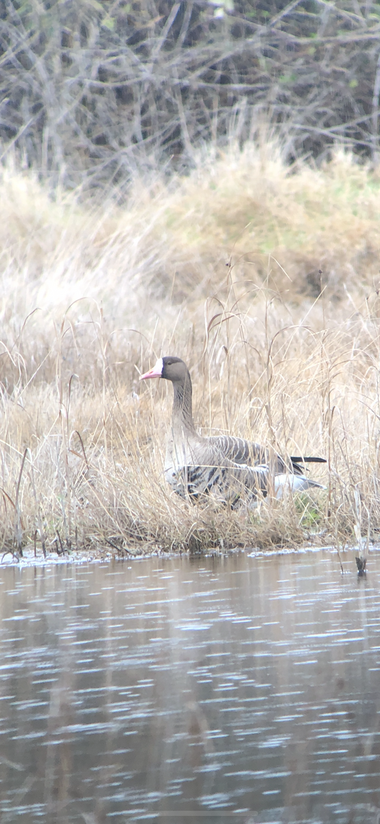 Greater White-fronted Goose - ML150339781