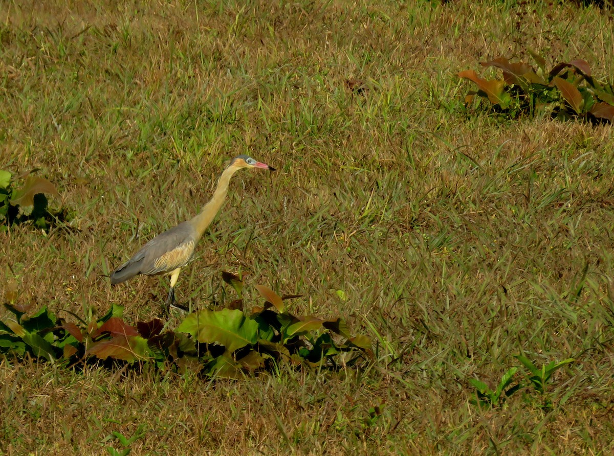 Whistling Heron - ML150342431