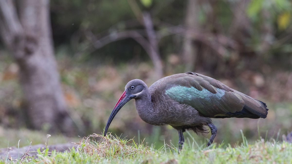 Hadada Ibis - ML150342921