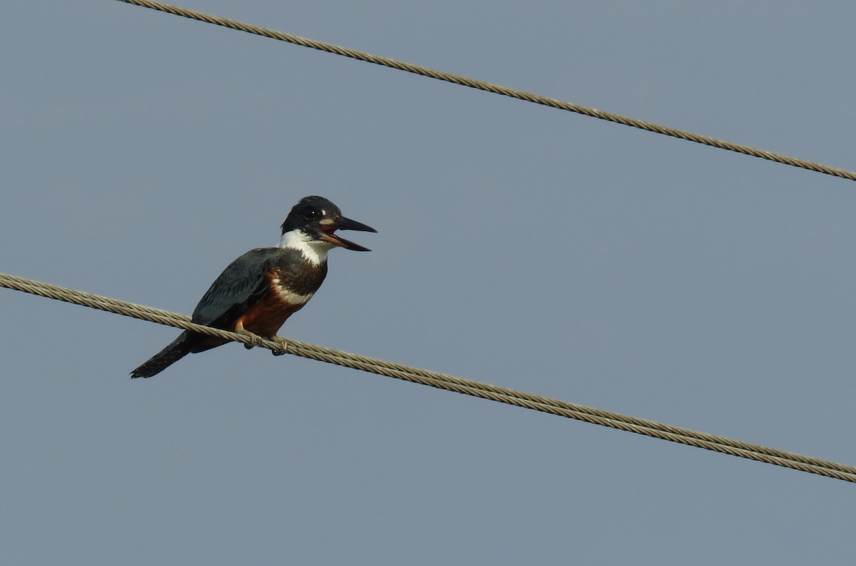 Ringed Kingfisher - ML150343061