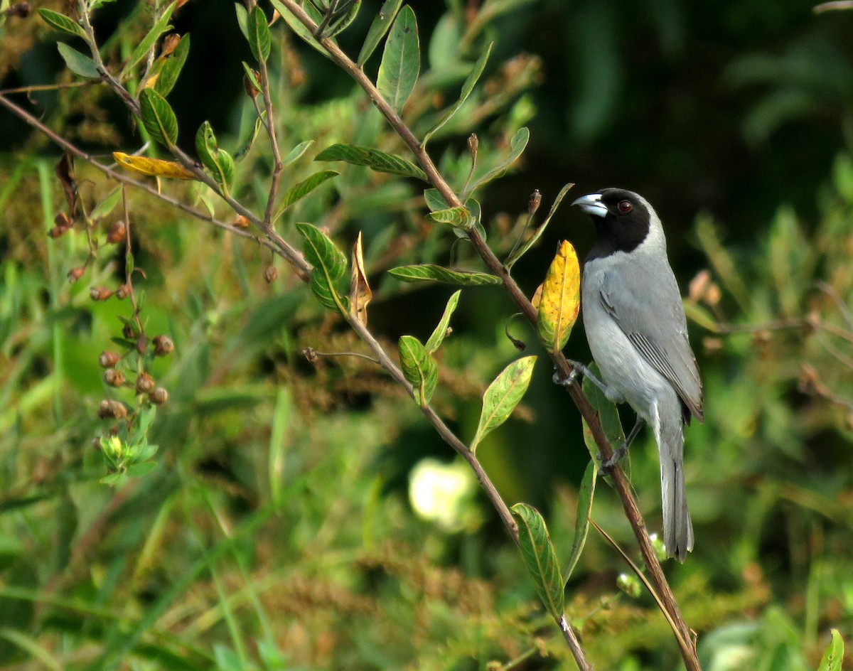 Black-faced Tanager - Iván Lau