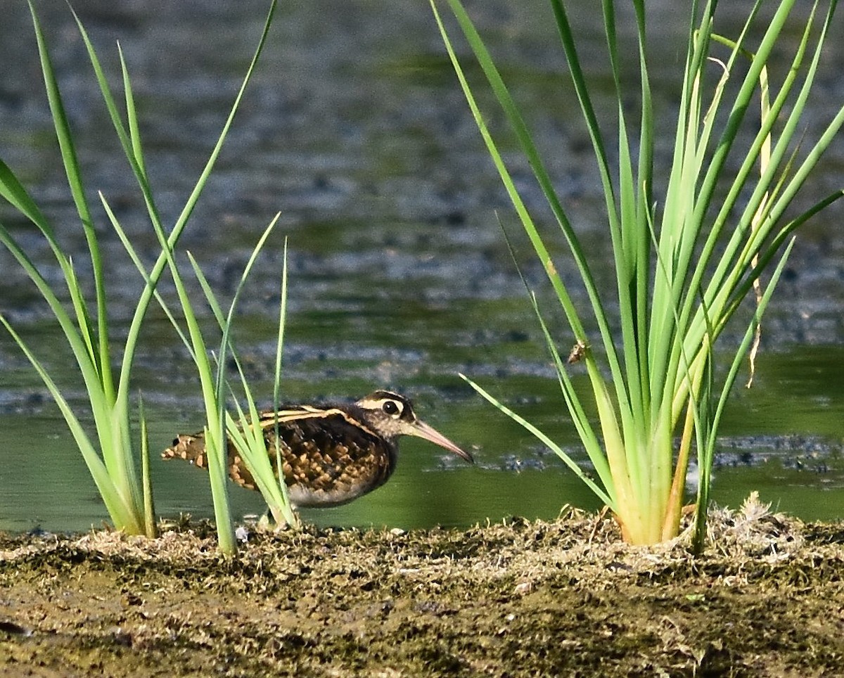 Greater Painted-Snipe - Janardhan Uppada