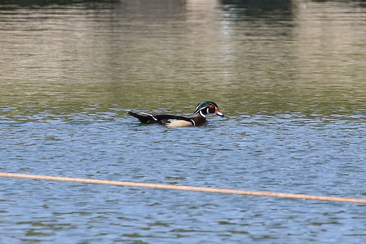 Wood Duck - ML150343591