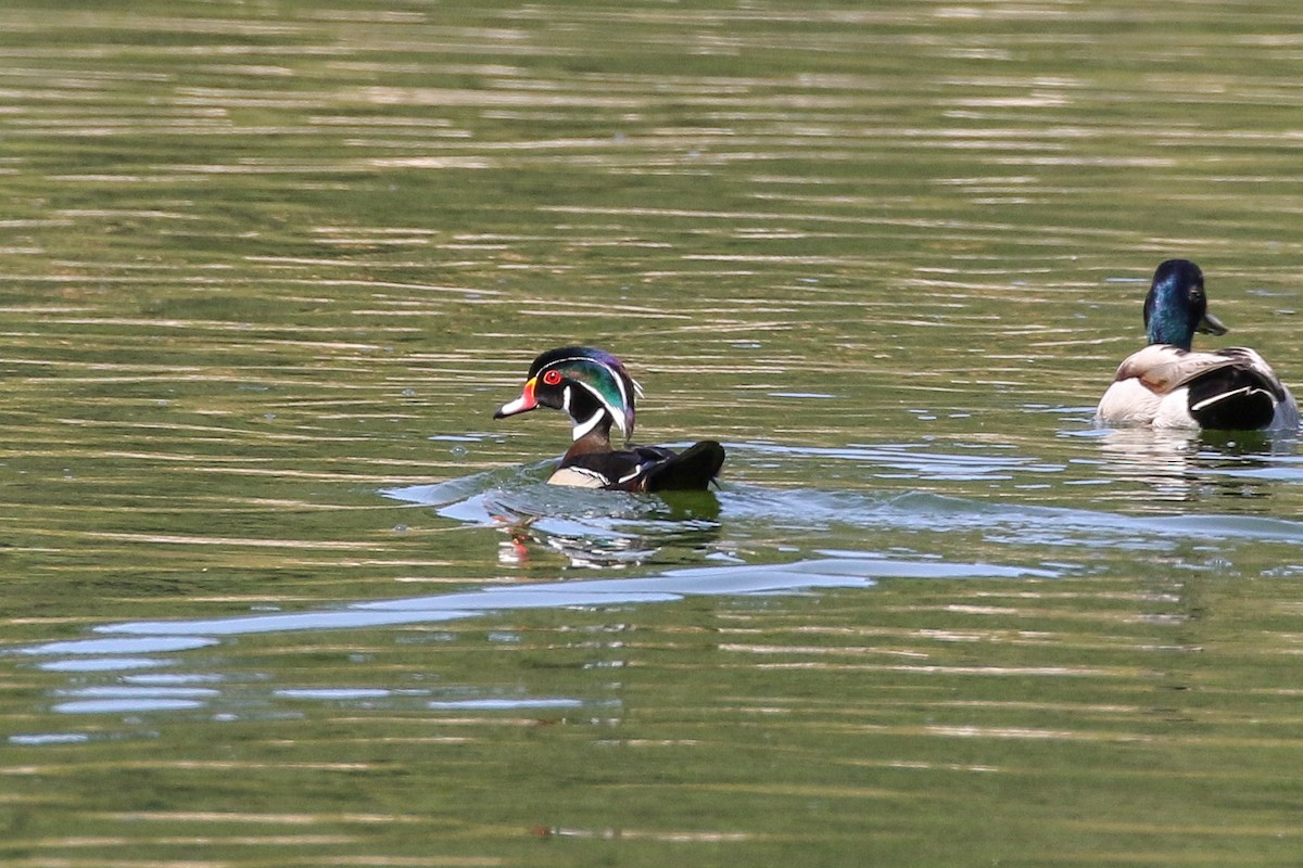 Wood Duck - ML150343691