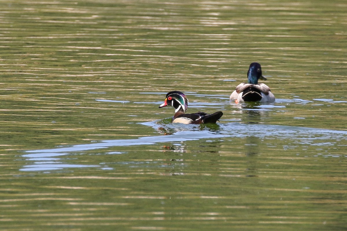 Wood Duck - ML150343761