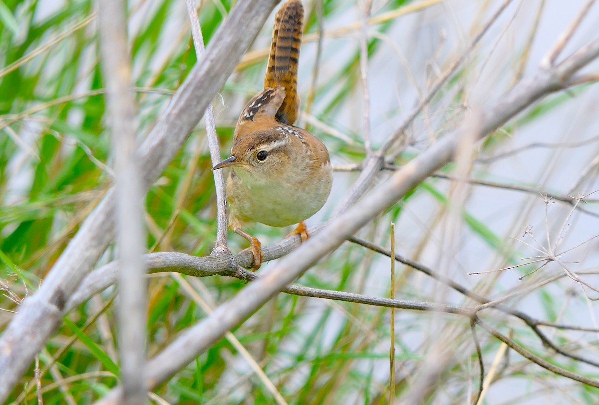 Marsh Wren - ML150343771