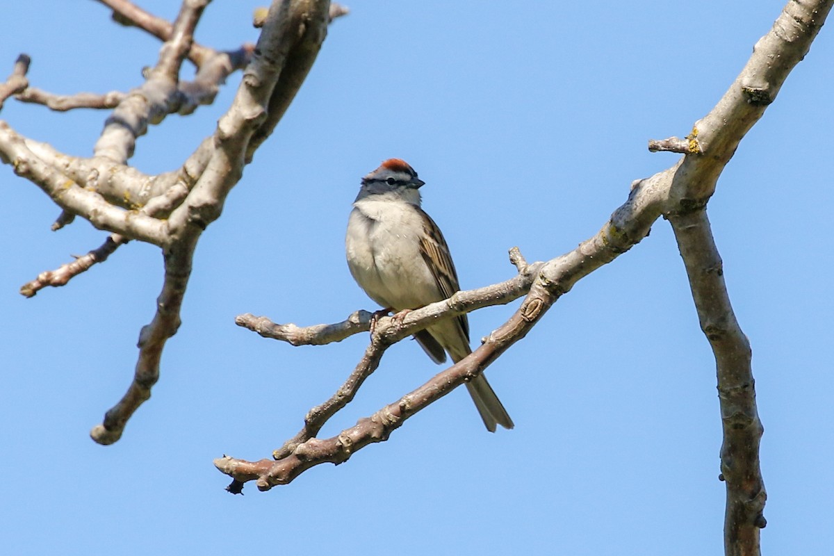 Chipping Sparrow - ML150343911