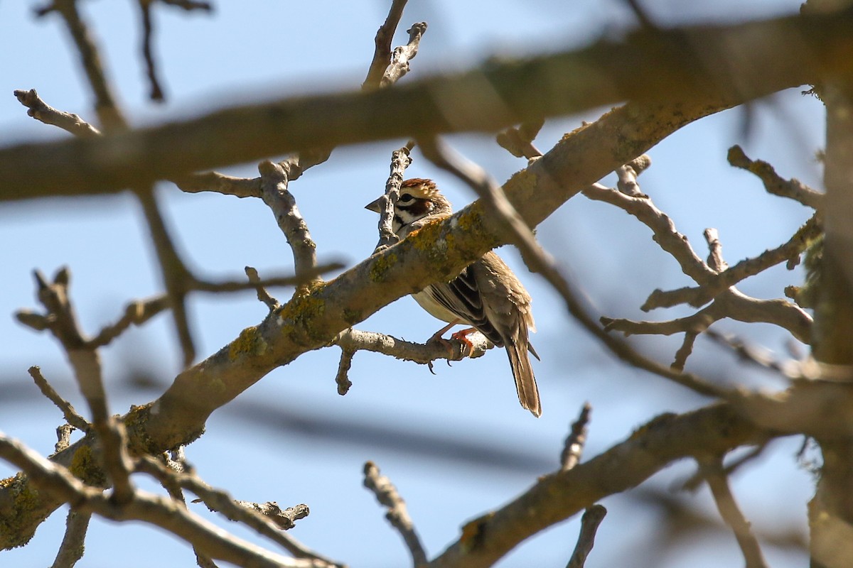 Lark Sparrow - ML150344011