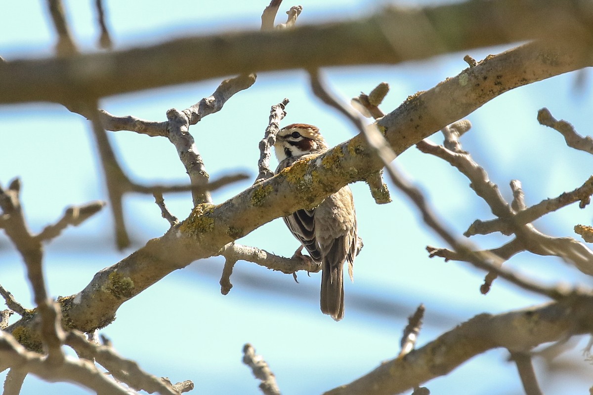 Lark Sparrow - ML150344061