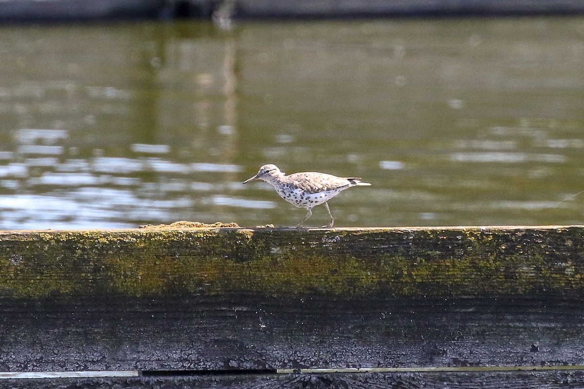 Spotted Sandpiper - ML150344261