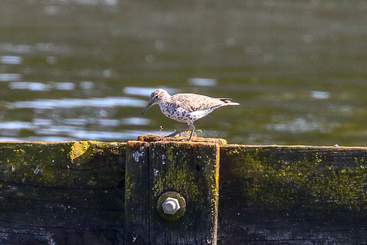 Spotted Sandpiper - ML150344301