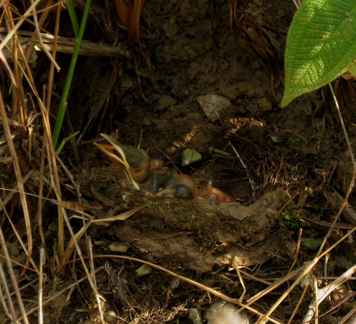 Pale-breasted Thrush - ML150344341