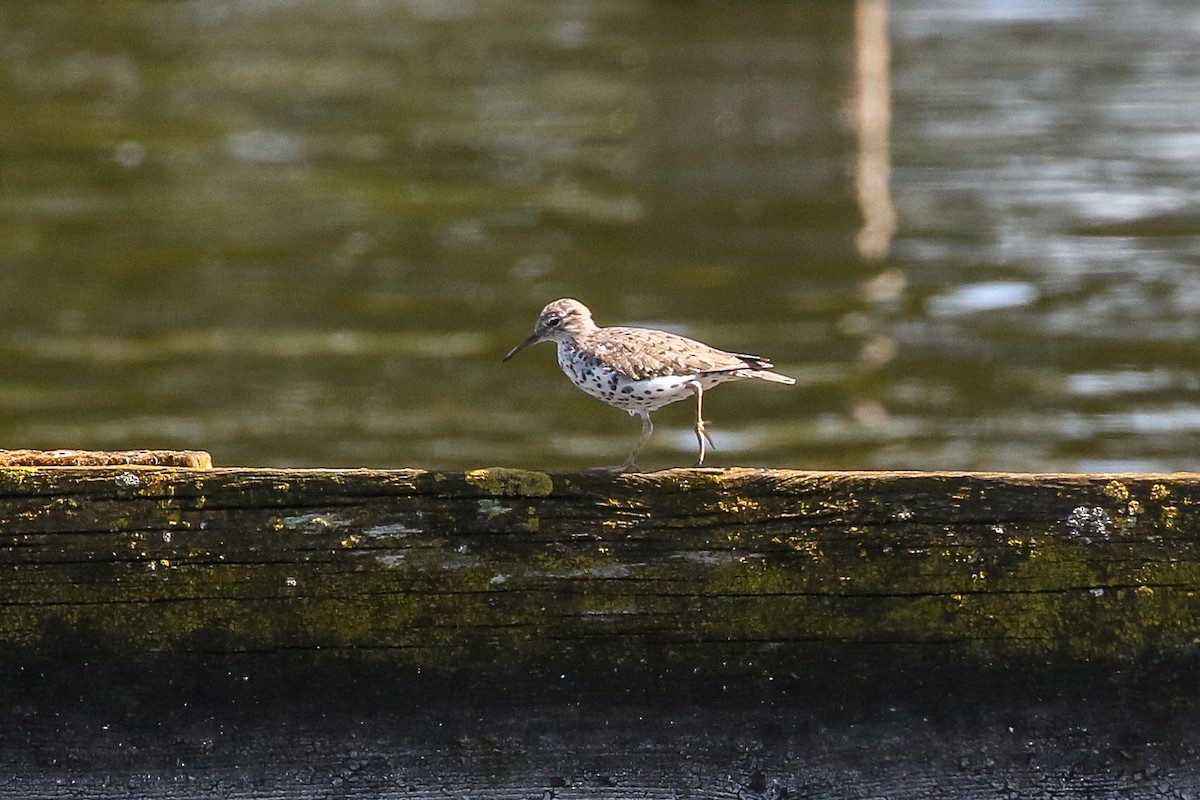 Spotted Sandpiper - ML150344361