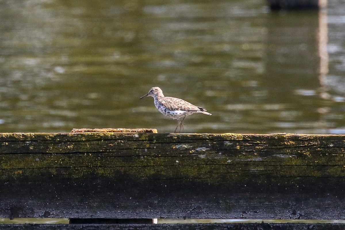 Spotted Sandpiper - ML150344411