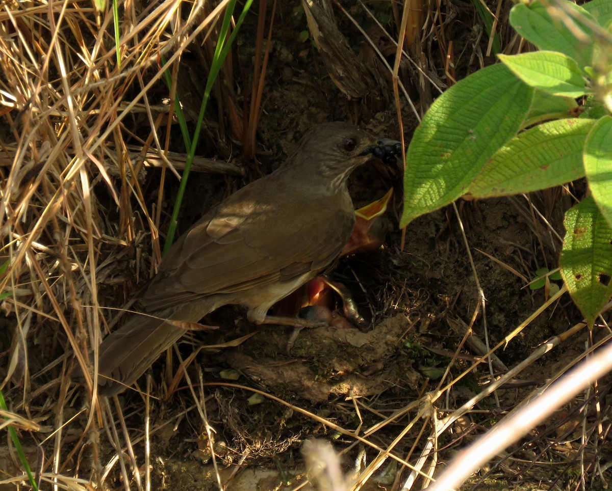 Pale-breasted Thrush - ML150344491