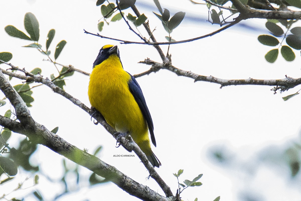 Yellow-throated Euphonia - Aldo Carmona