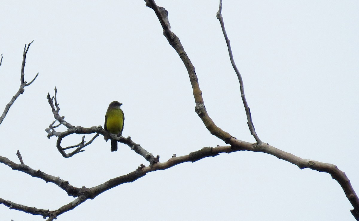 Dusky-chested Flycatcher - ML150344881