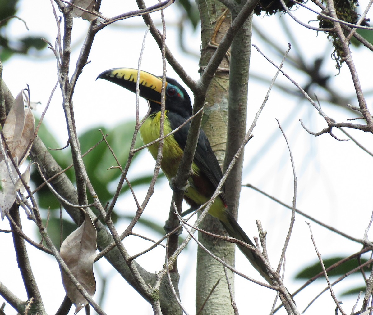 Lettered Aracari - ML150345971