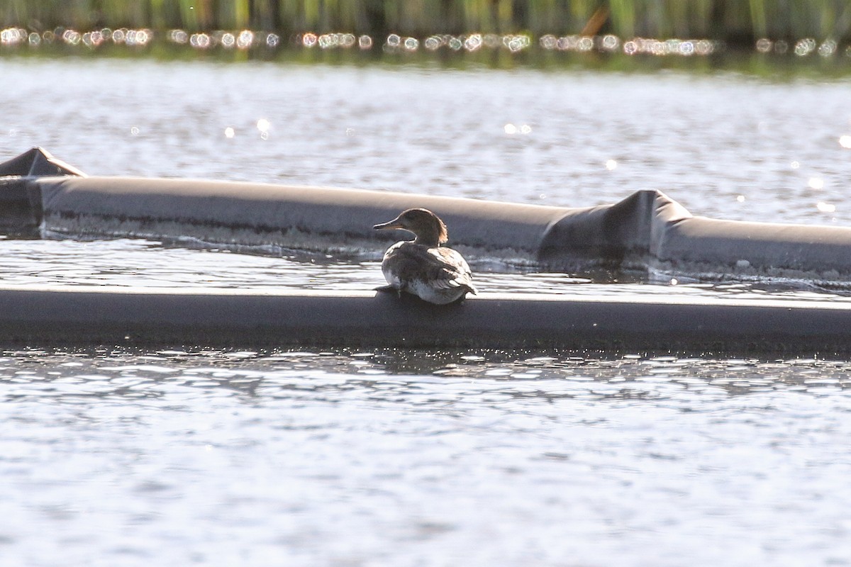 Hooded Merganser - ML150346051