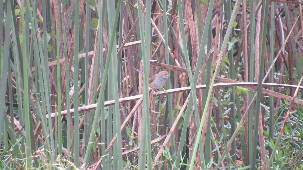 Spix's Spinetail - ML150347451