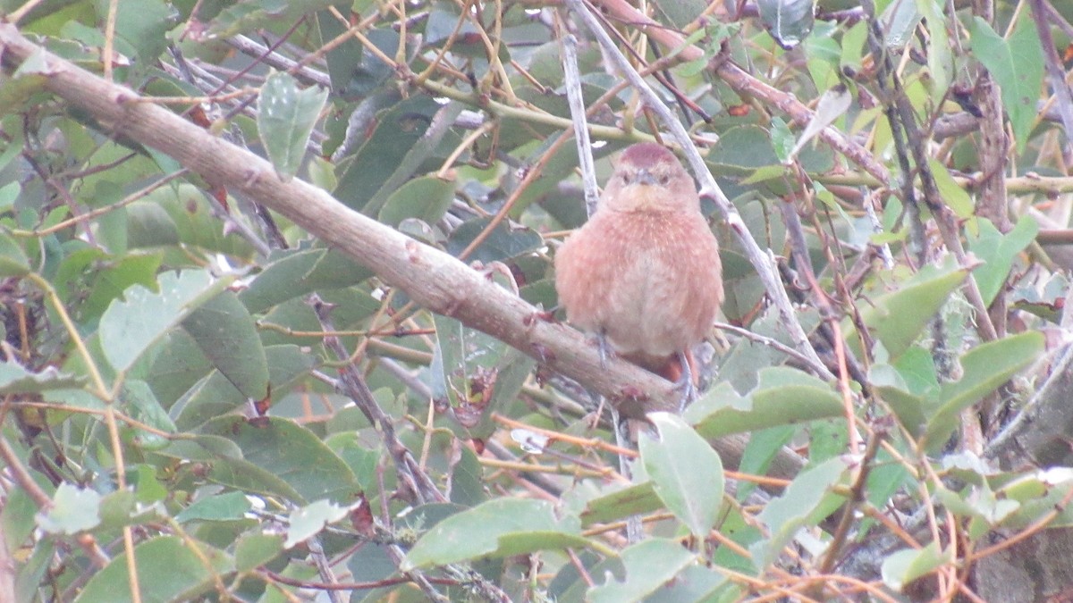 Freckle-breasted Thornbird - ML150347621