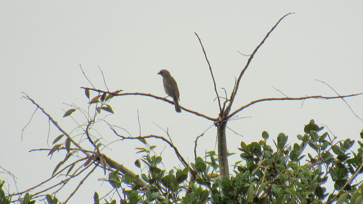 Blue-and-yellow Tanager - ML150347651