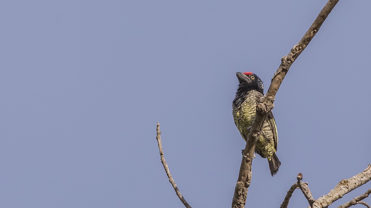 Banded Barbet - ML150348621