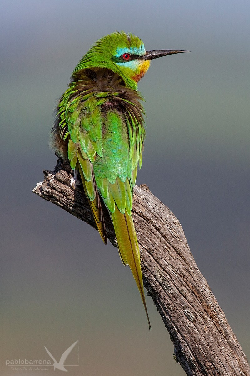 Blue-cheeked Bee-eater - ML150349141