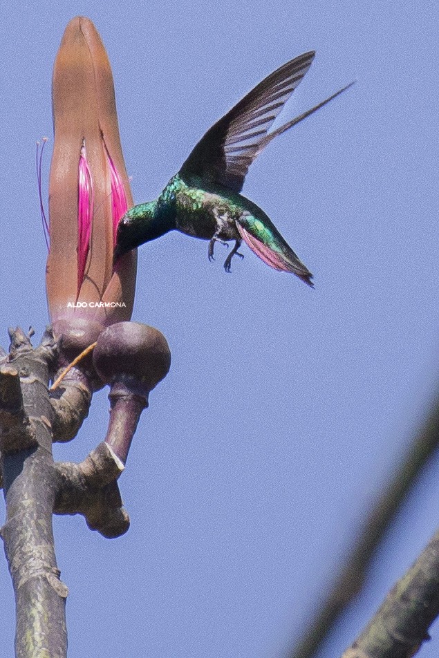 Green-breasted Mango - ML150349511