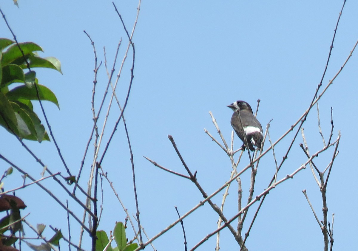 White-browed Purpletuft - ML150350141