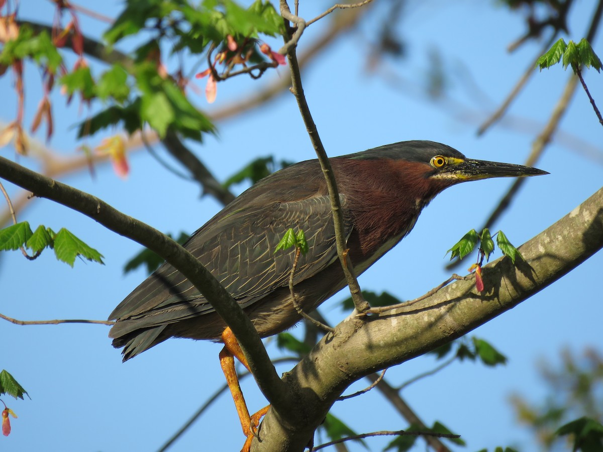 Green Heron - ML150350151