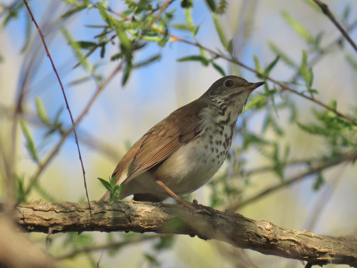 Hermit Thrush - ML150352001