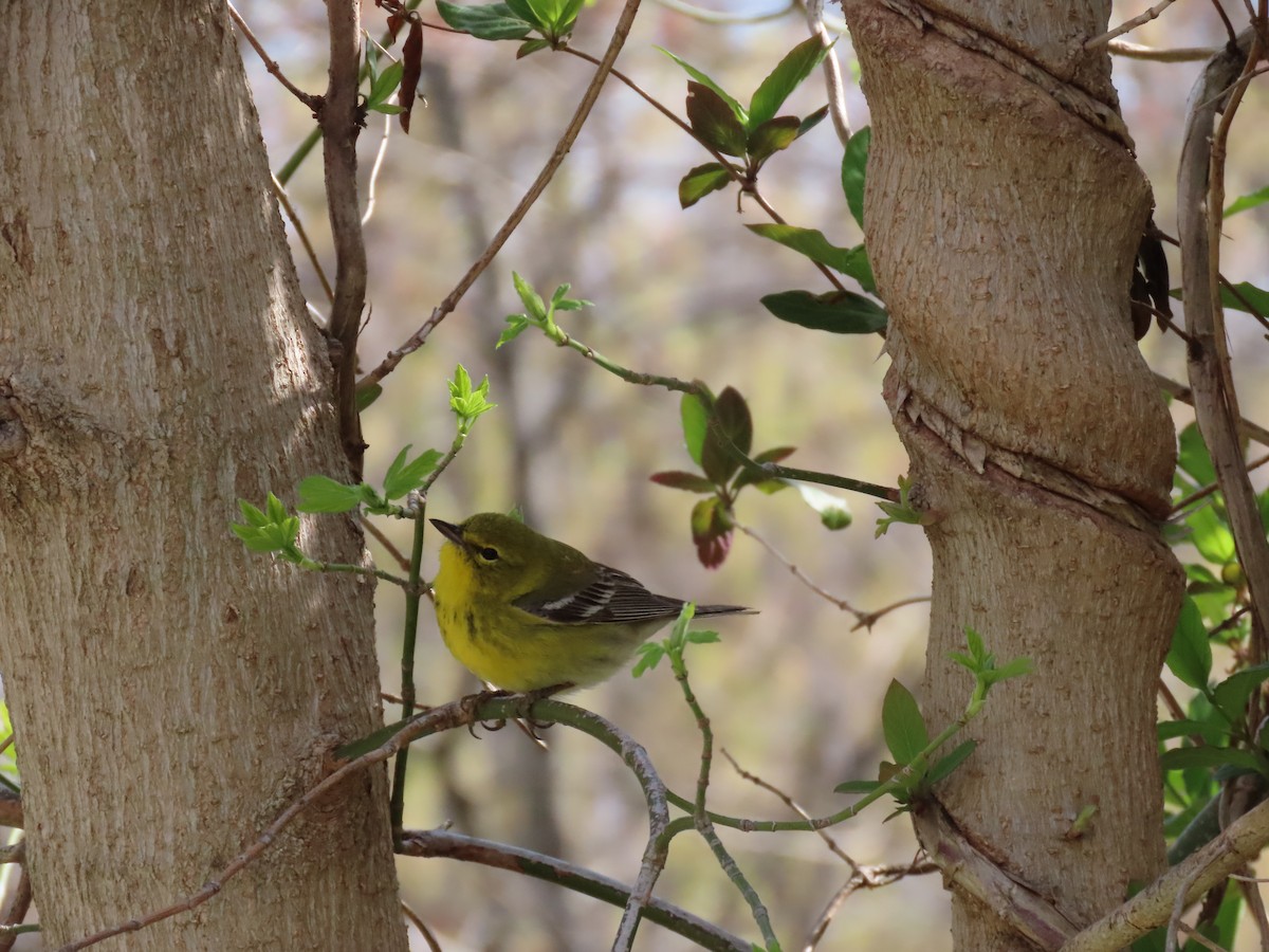 Pine Warbler - ML150356501