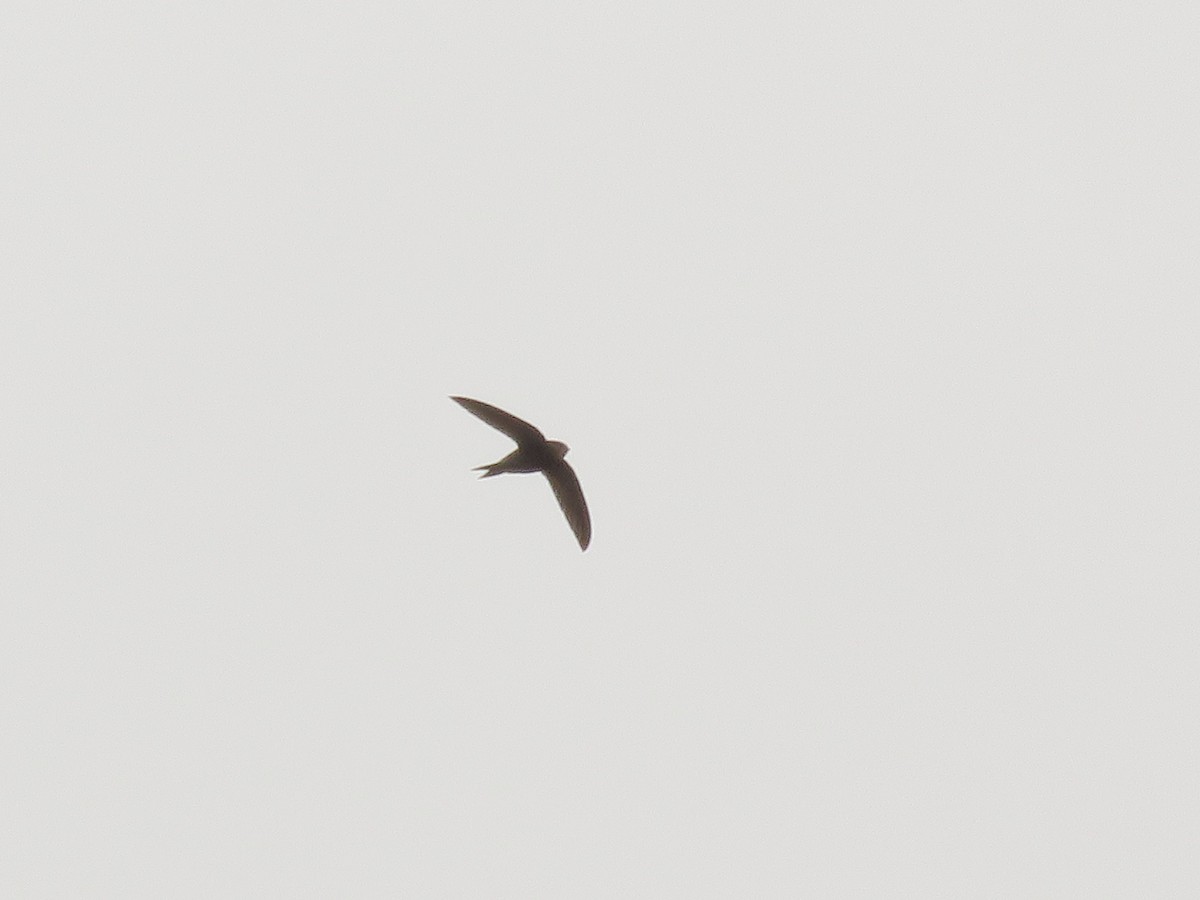 Pallid Swift - ML150356971