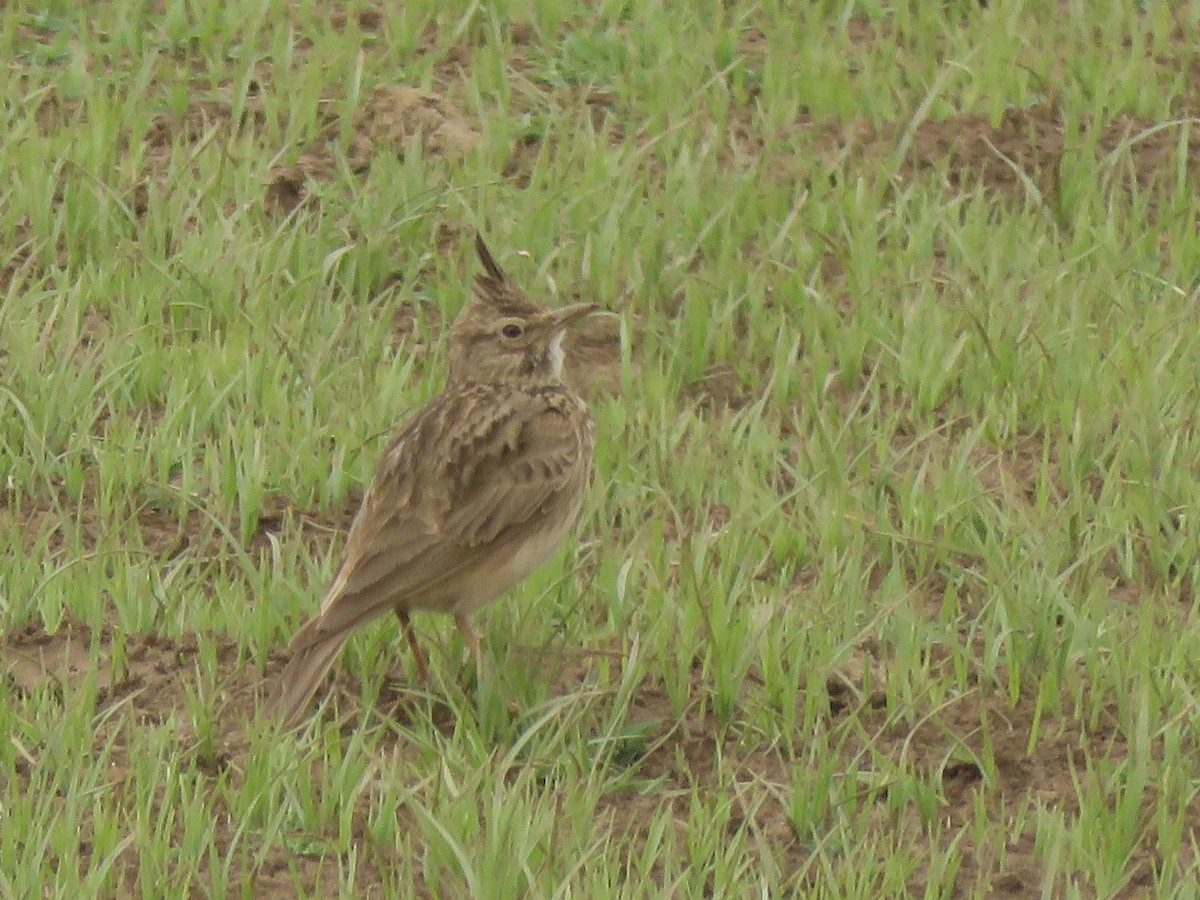 Crested Lark (Crested) - ML150357031