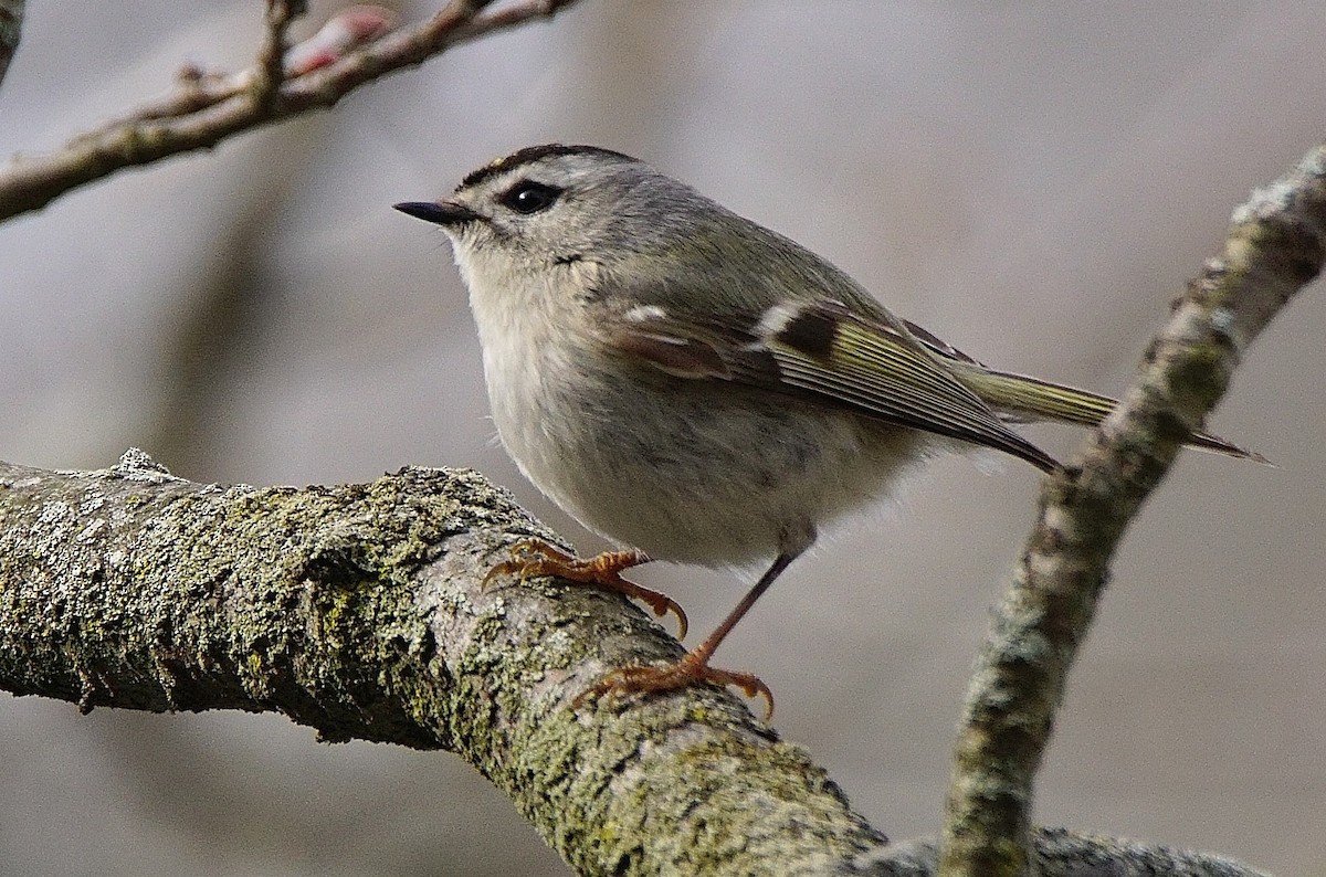 Roitelet à couronne dorée - ML150357361