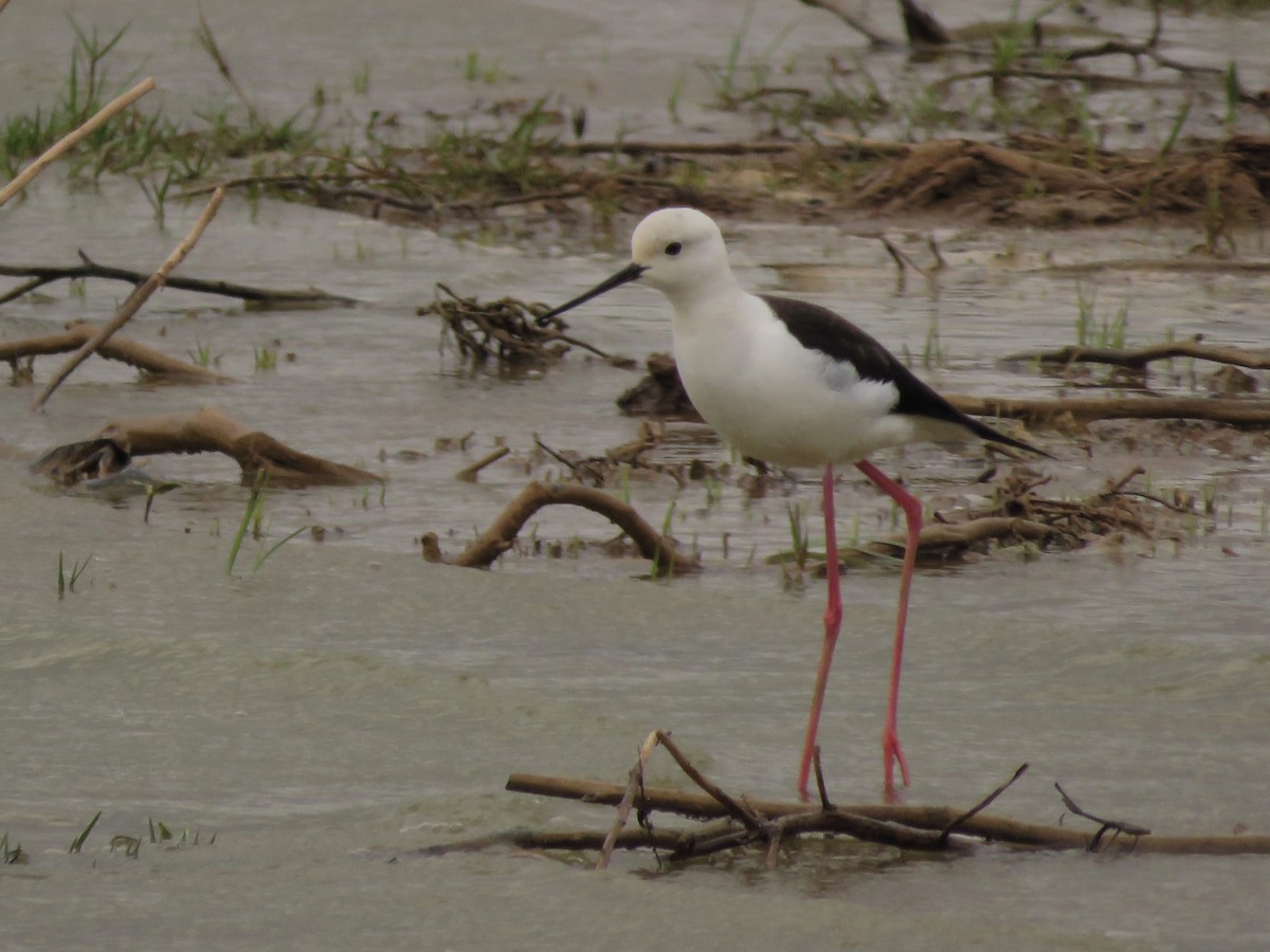 Black-winged Stilt - ML150357441