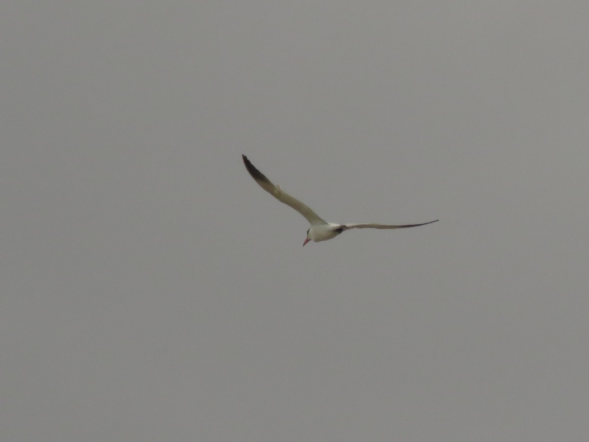 Caspian Tern - ML150357591