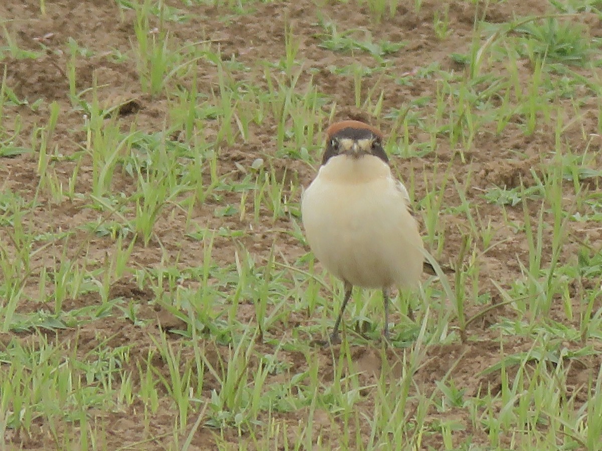 Woodchat Shrike (Western) - ML150357651