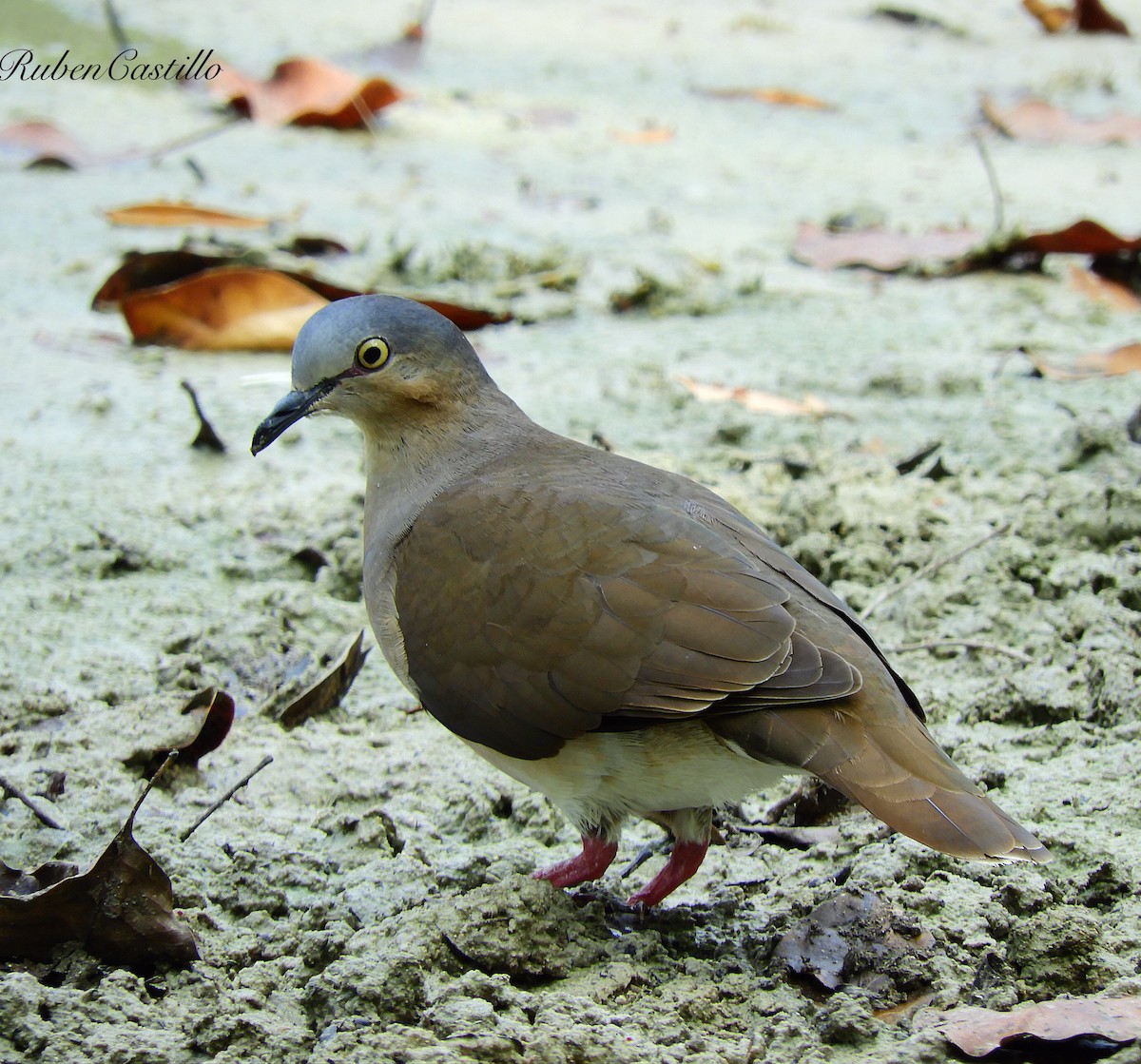 Gray-headed Dove - Ruben Castillo