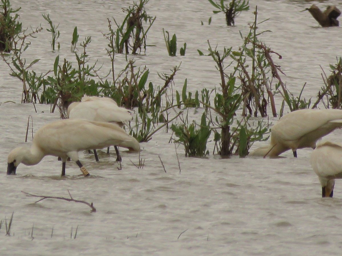 Eurasian Spoonbill - ML150358251