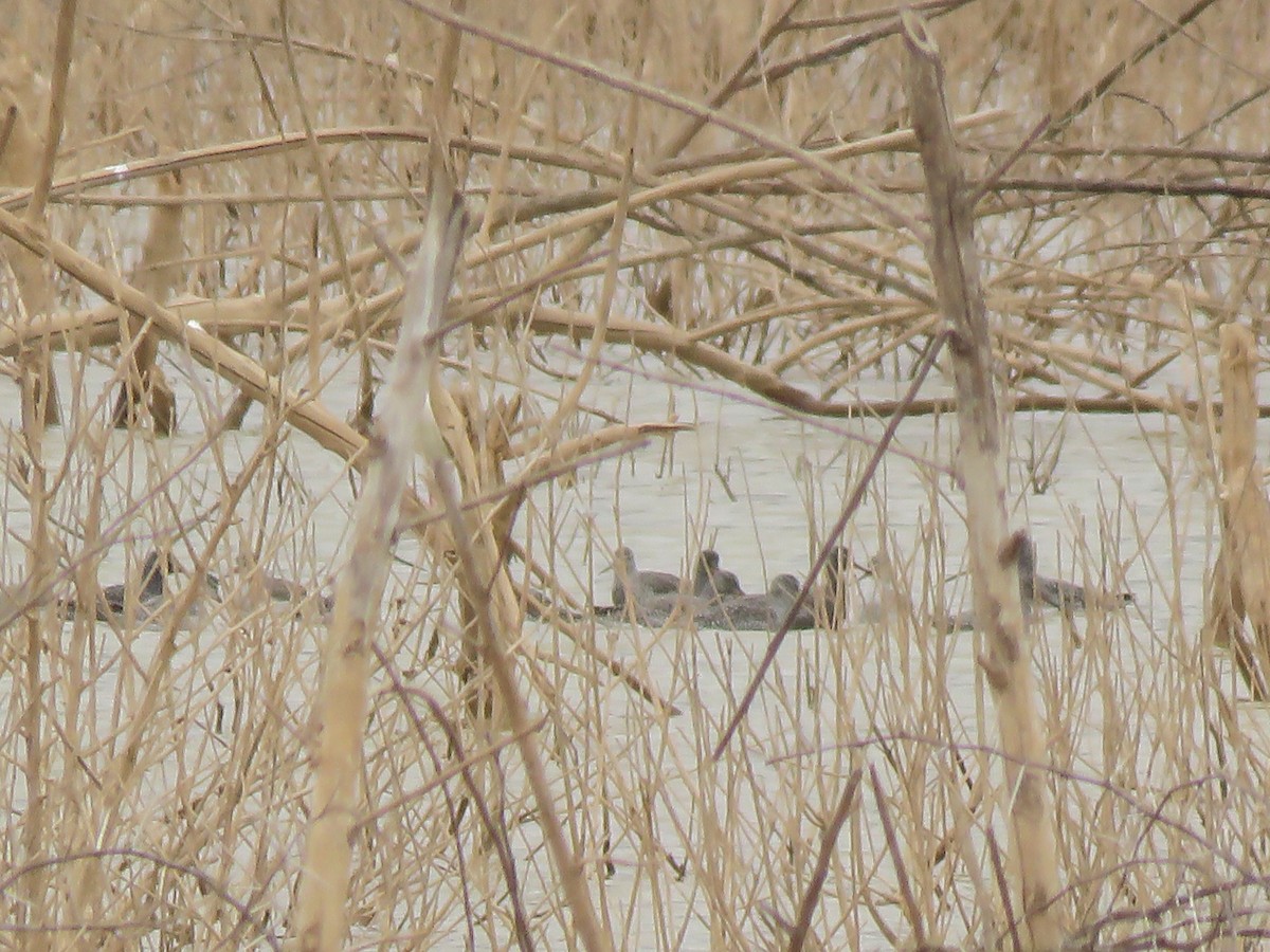 Spotted Redshank - ML150358361