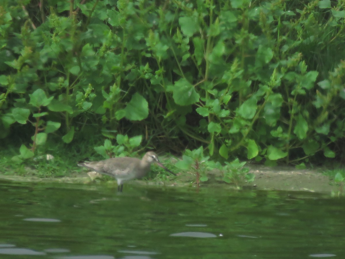 Hudsonian Godwit - Omar Custodio - CORBIDI