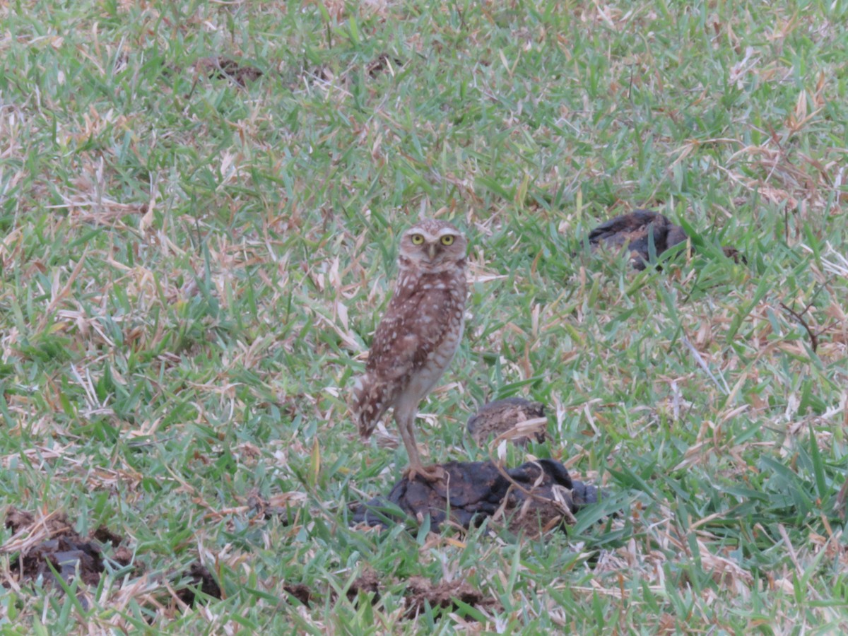 Burrowing Owl - ML150360191