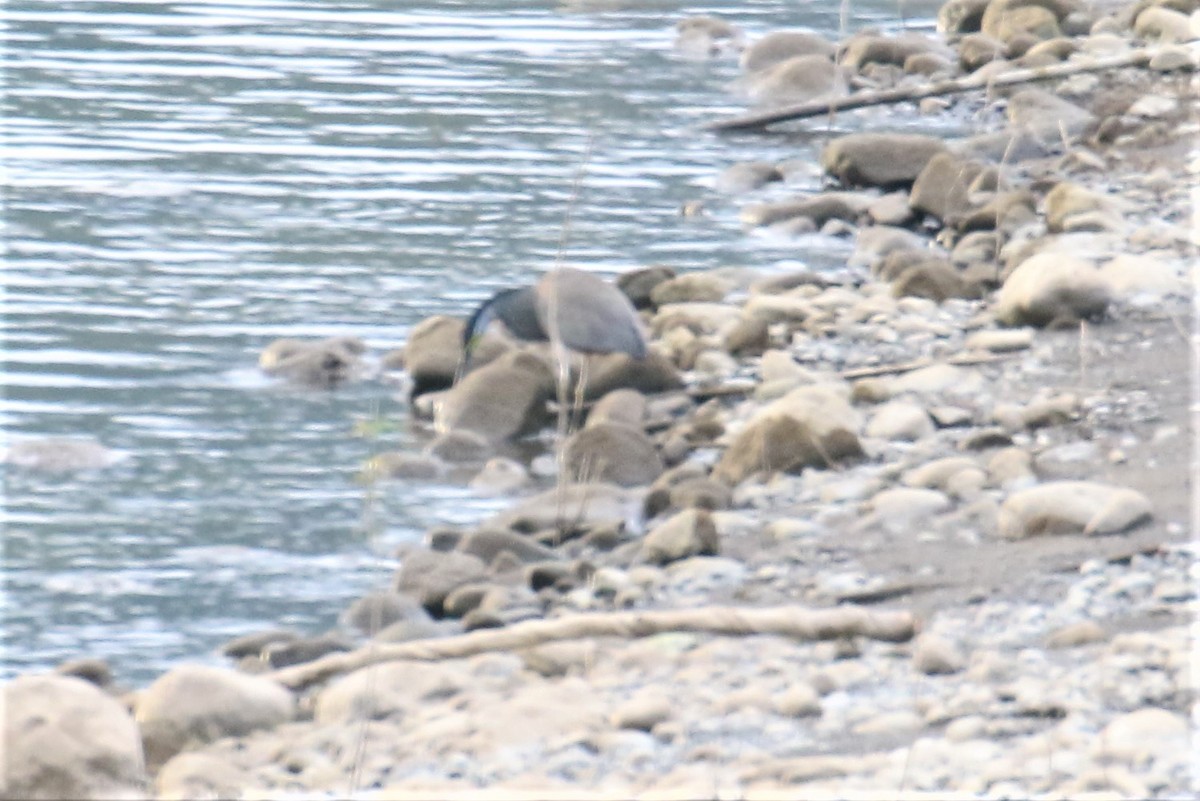 Bare-throated Tiger-Heron - Dan Orr