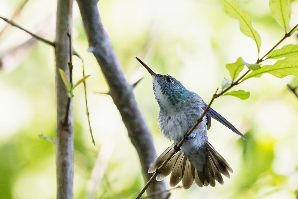 kolibřík pestrý - ML150361511